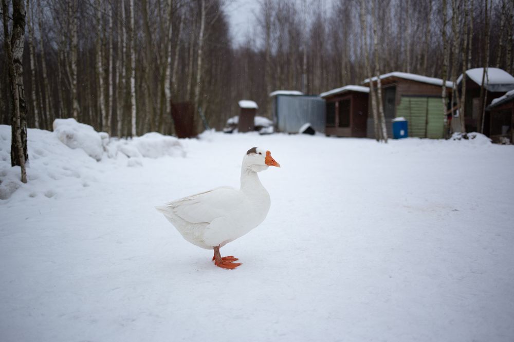 Photograph by Olga Vinogradova