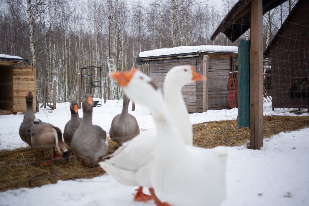 Photograph by Olga Vinogradova