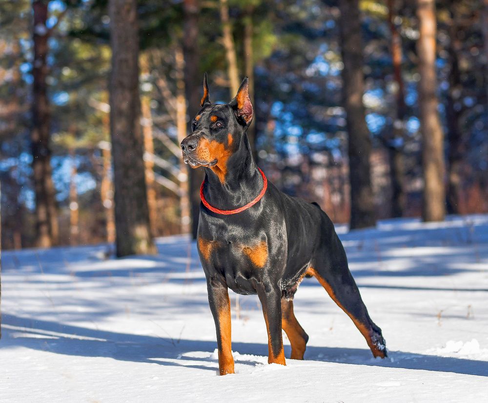 Photograph by Елена Осколкова