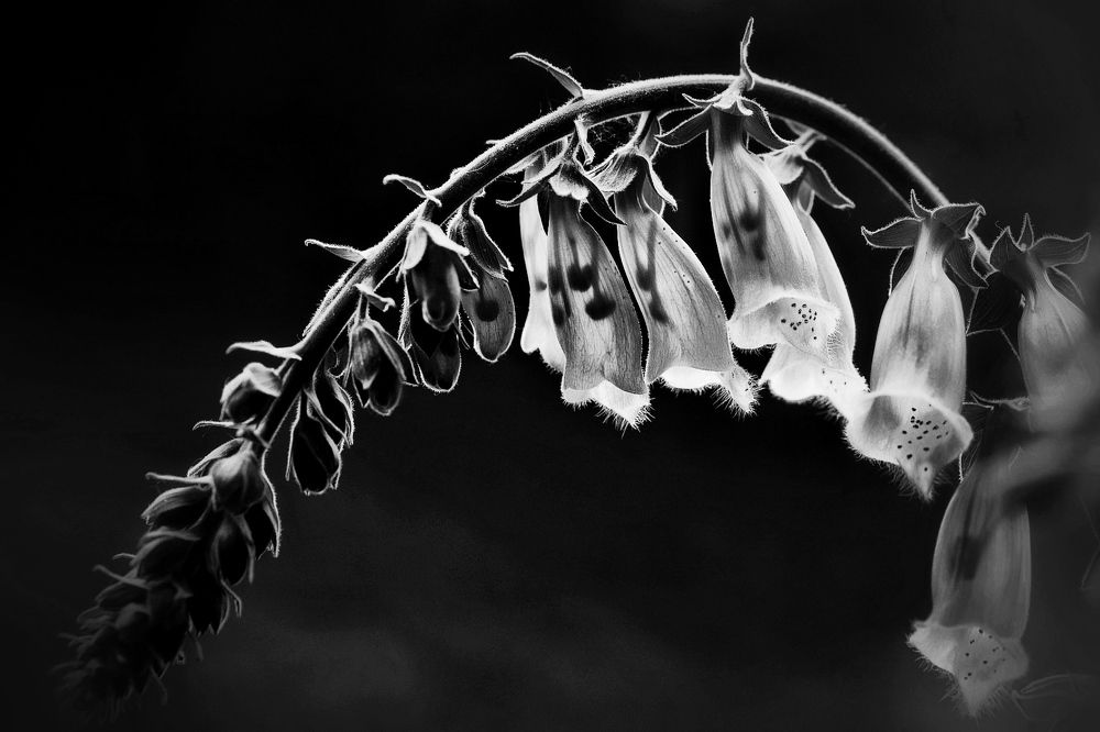 Digitalis (Dedalera)