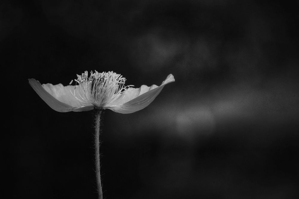 Photograph by Marian Lázaro