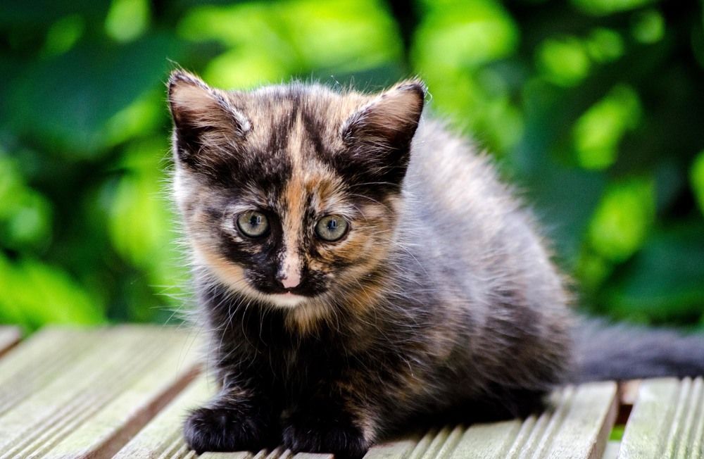 Photograph by Laima Kuriene