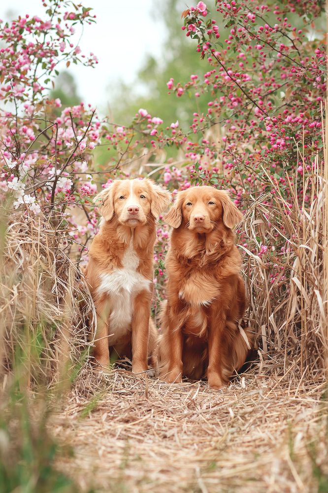 Руфа и Слава