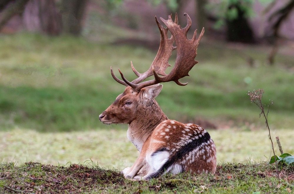 Фотография автора Laima Kuriene