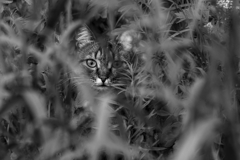 Photograph by Владимир Янчук