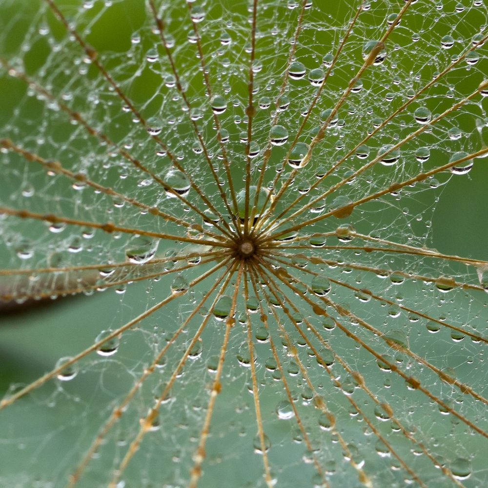 Фотография автора Denes Doma