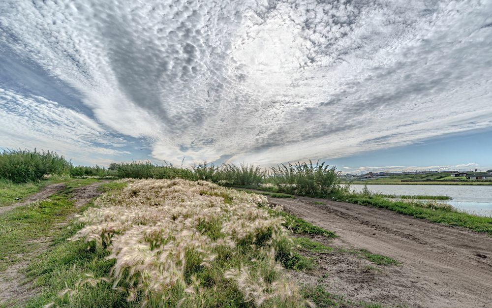 Из серии "Ковыльное" лето.