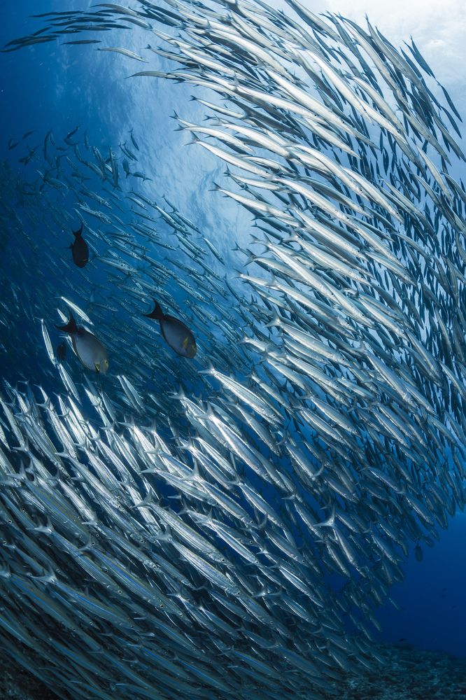 Like a Crescent moon