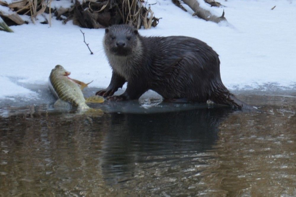 Photograph by Анатолий Зеленский