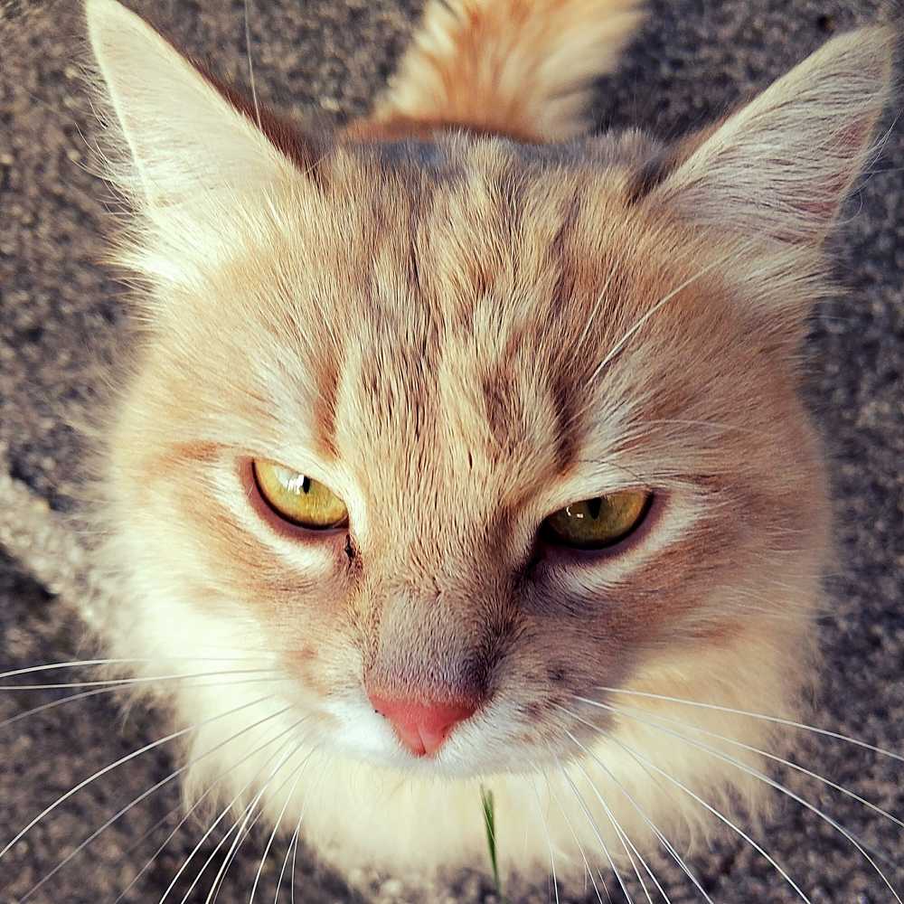 Photograph by Николай Ковальчук