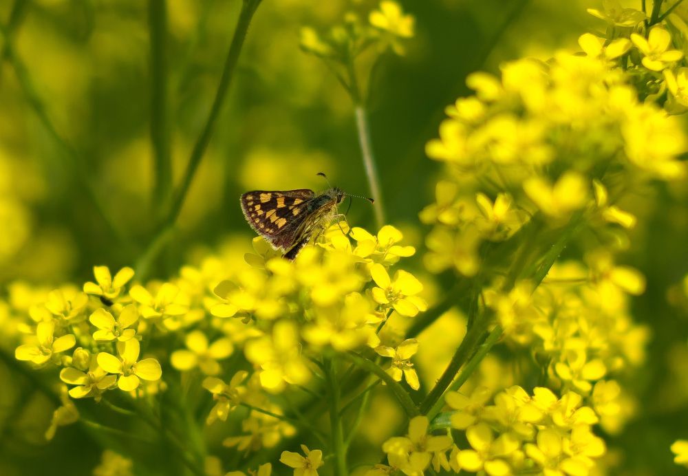 Мотылёк на цветках сурепки