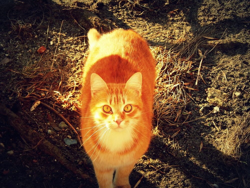 Photograph by Сашко Губаревич