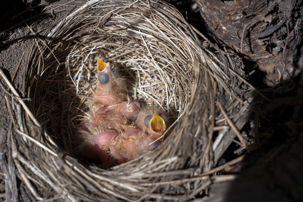 Самые голодные