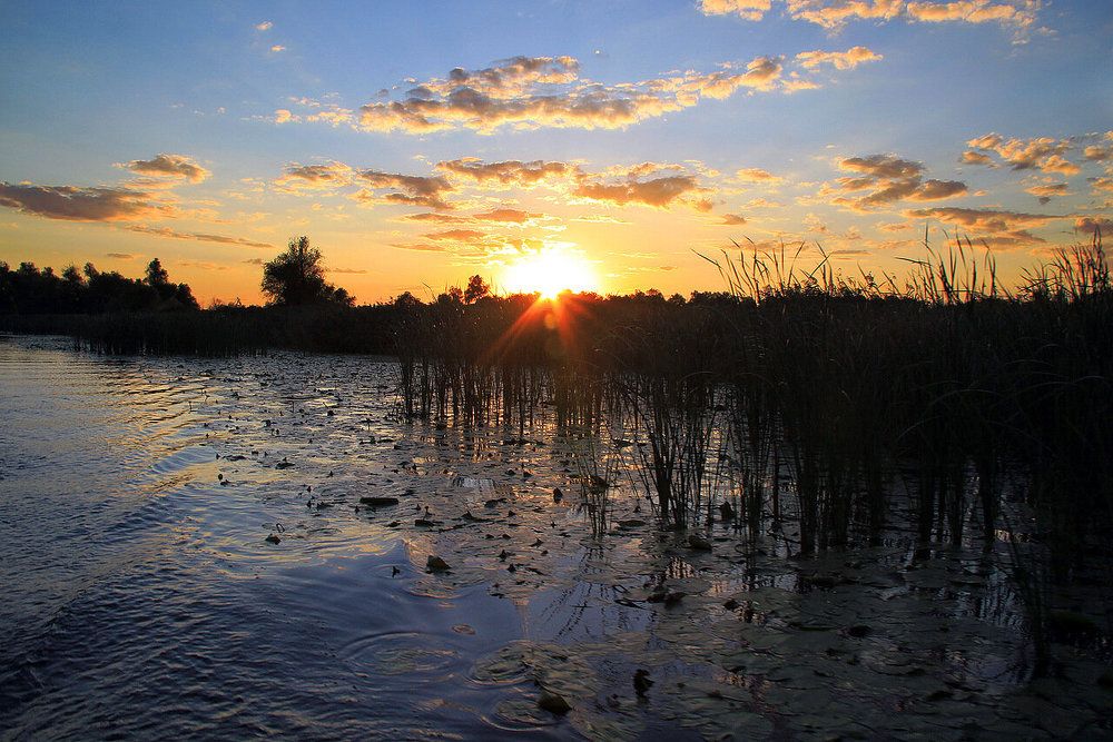 Вечер в днепровских плавнях