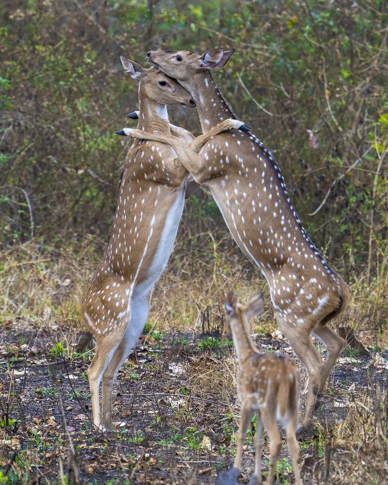 Photograph by Mahesh Subramanian G