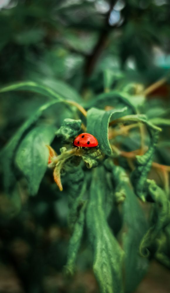 Фотография автора Алёна Подгорная