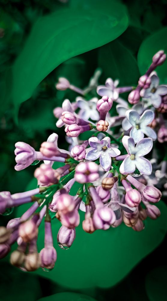 Фотография автора Алёна Подгорная