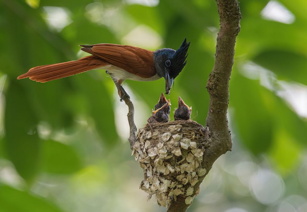 Taking care of NewBorns