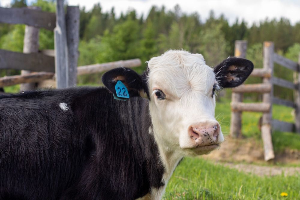 Photograph by Елена Хорохорина