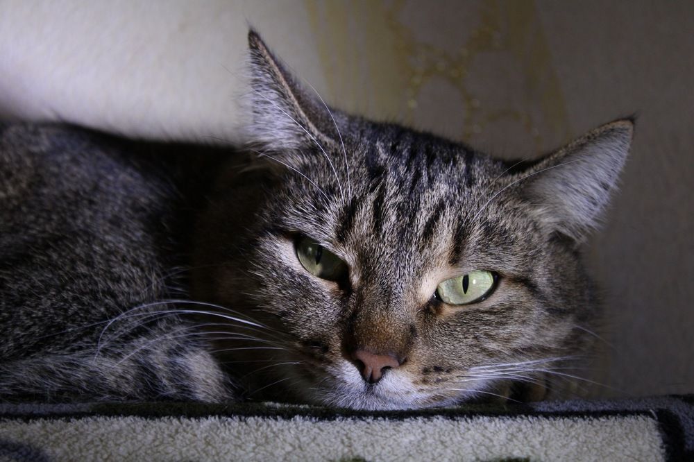 Photograph by Елена Водолеева