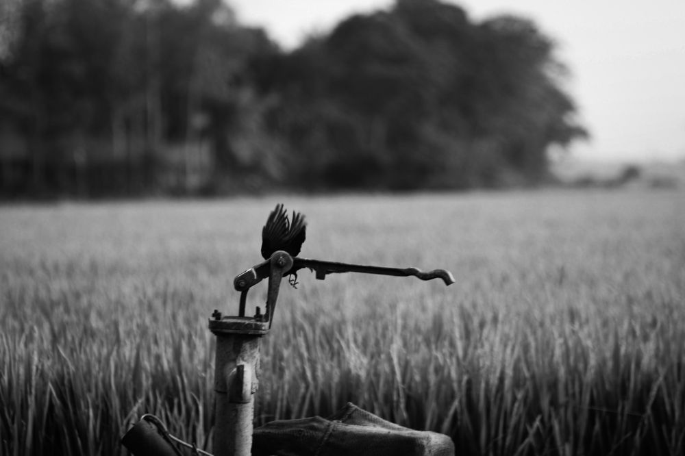 Photograph by Sumon Ghosh