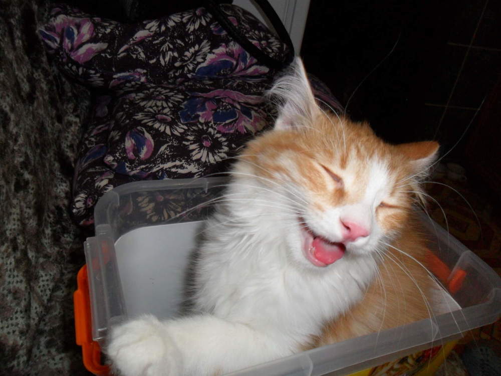 Насмешили  ,не может быть!