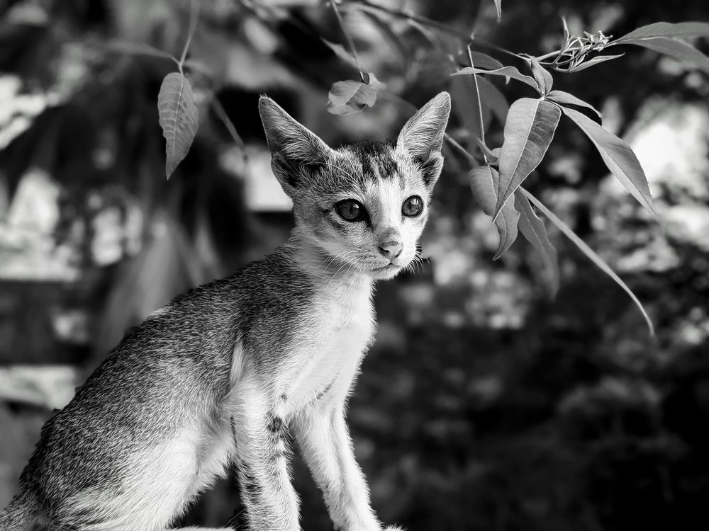 Photograph by Faiyal Ahmed