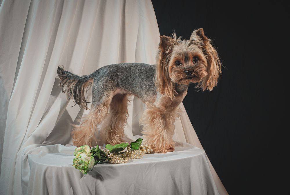 Фотография автора Антон Сандалов