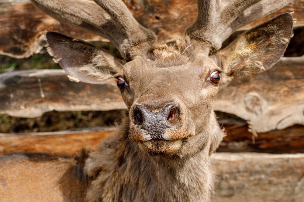 Photograph by Людмила Аксенова