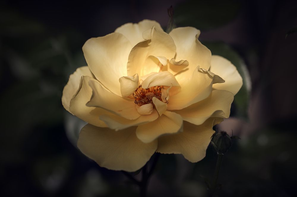 УТРЕННЯЯ РОЗА