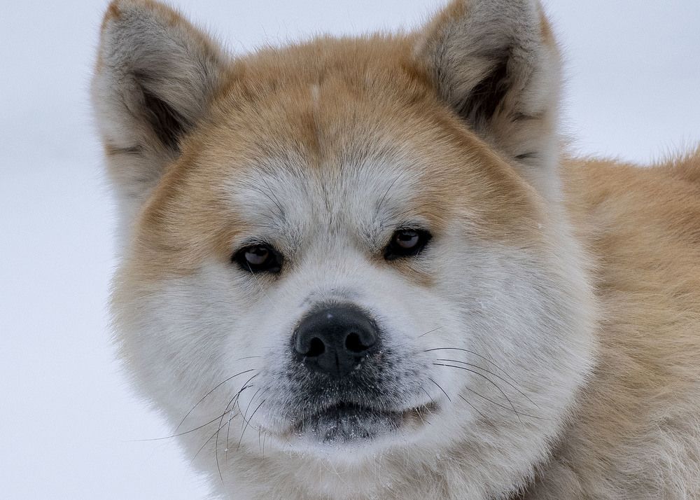 Photograph by Людмила Железнова