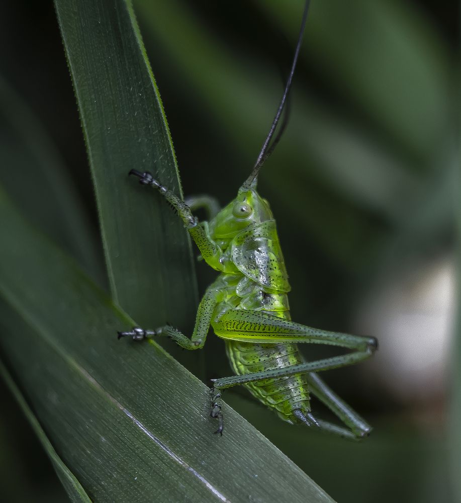 Зелёненький.