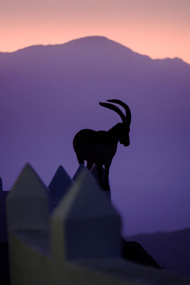 ibex dawn