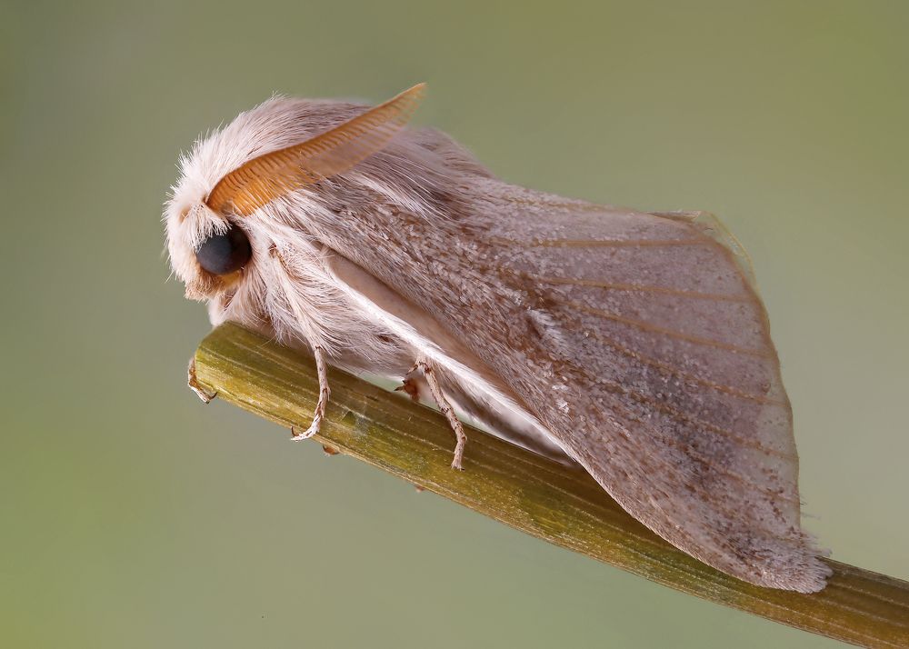 Photograph by Shams Vida