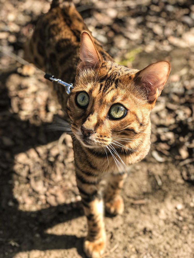 Умный взгляд