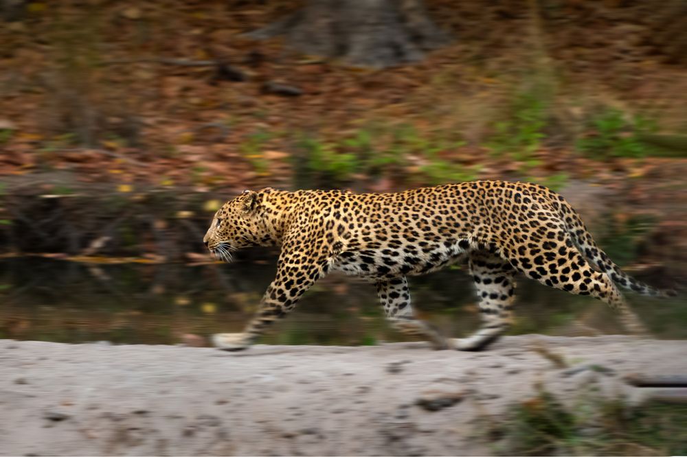 Photograph by Jain Salil