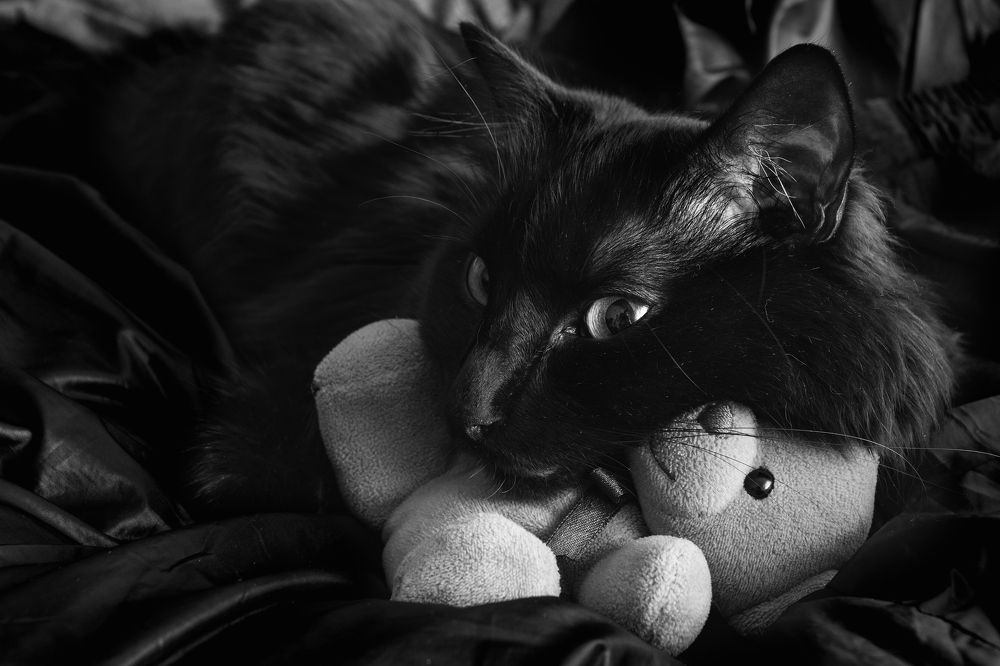 Фотография автора Андрей Серый