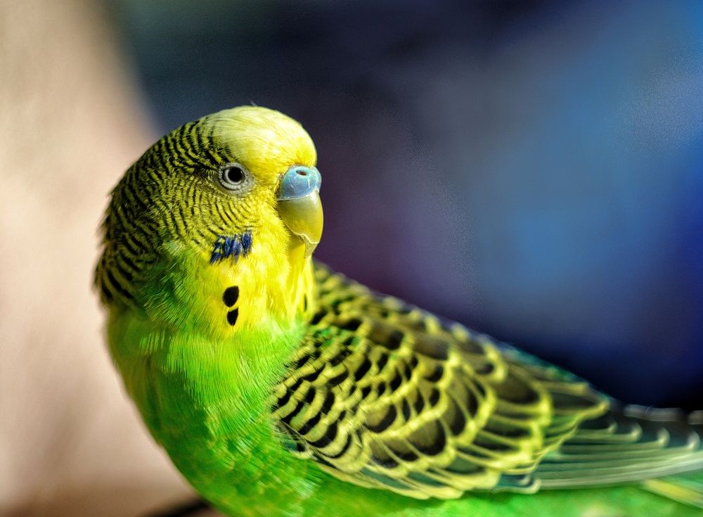 Photograph by Ирина Курицына