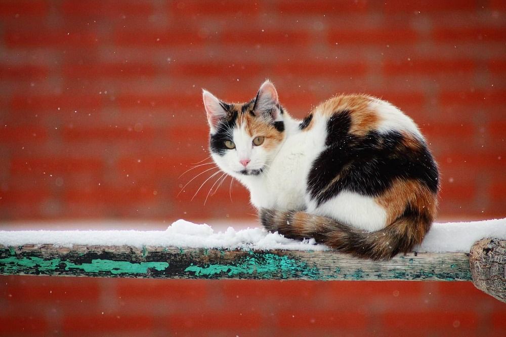 Кошка Чи́та