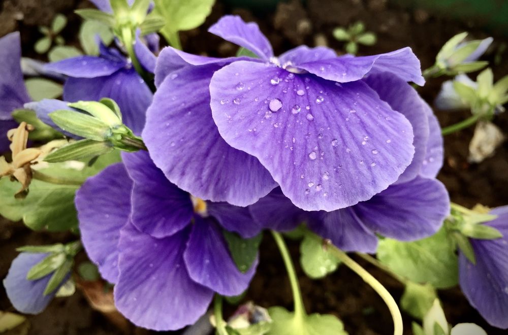 Flowers provide❤️