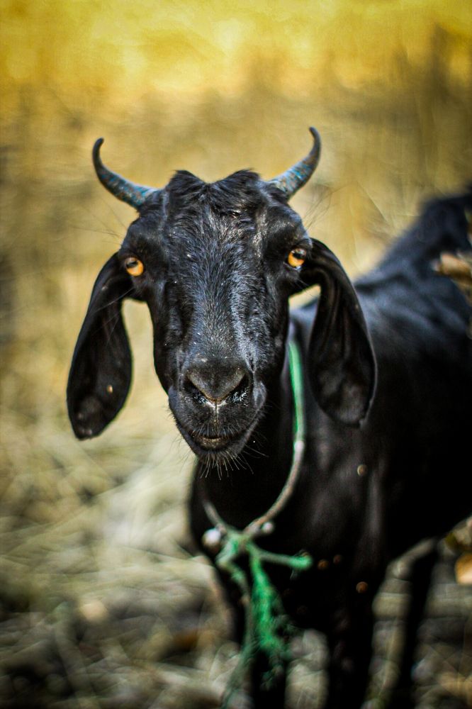 Photograph by Kaustubh Mishra