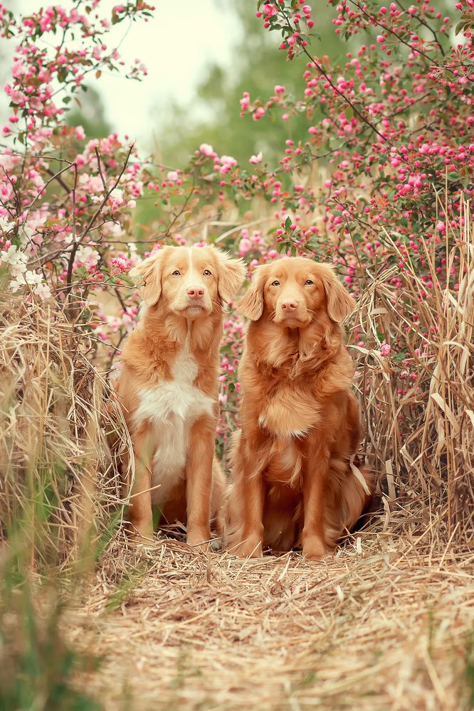 Руфа и Слава