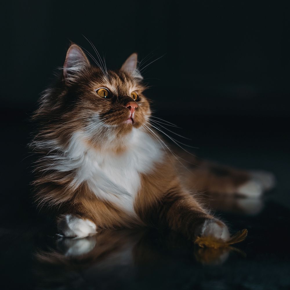 Photograph by MVO (Марк Орлов)