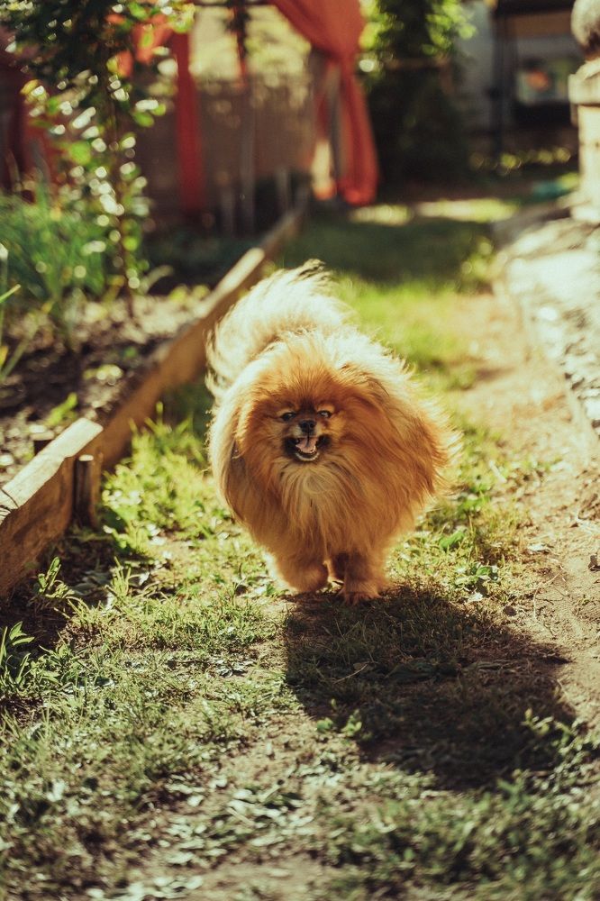 «Песотерапия» спешит на помощь