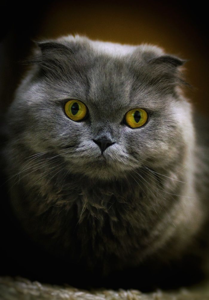 Шотландская длинношерстная