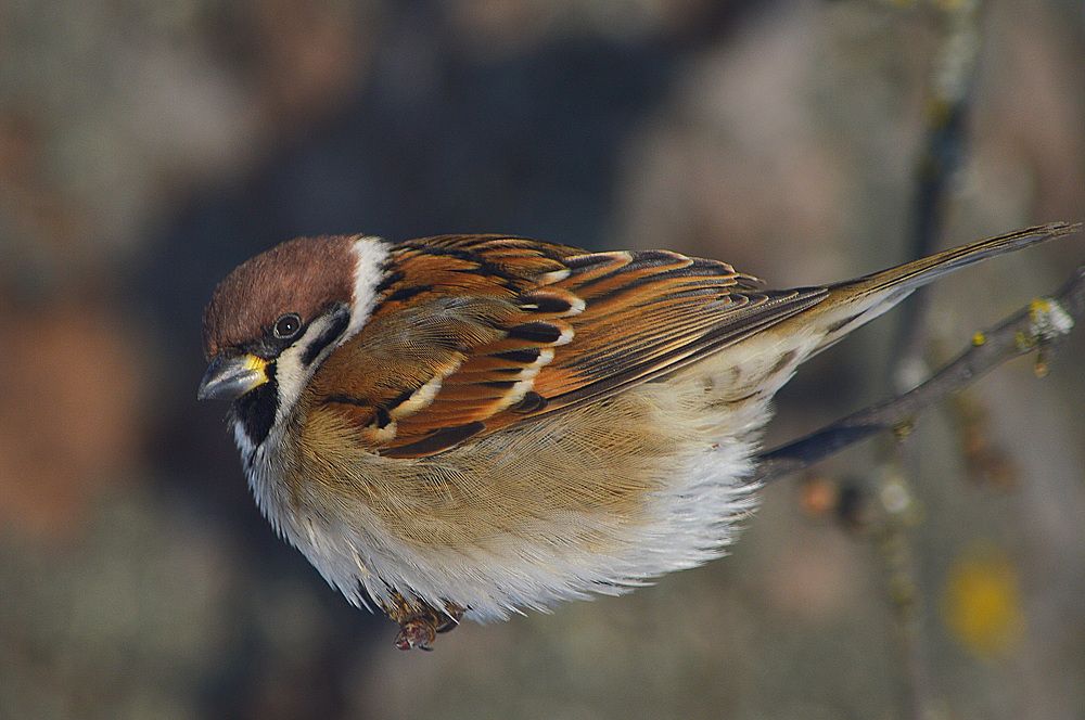 Без настроения.