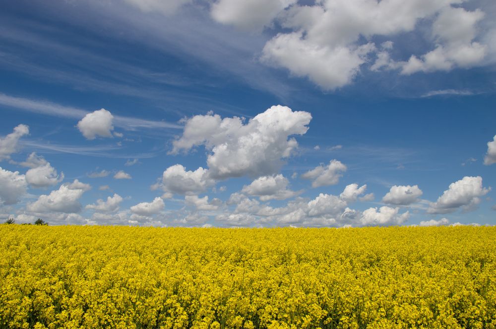 Blooming rapeseed field