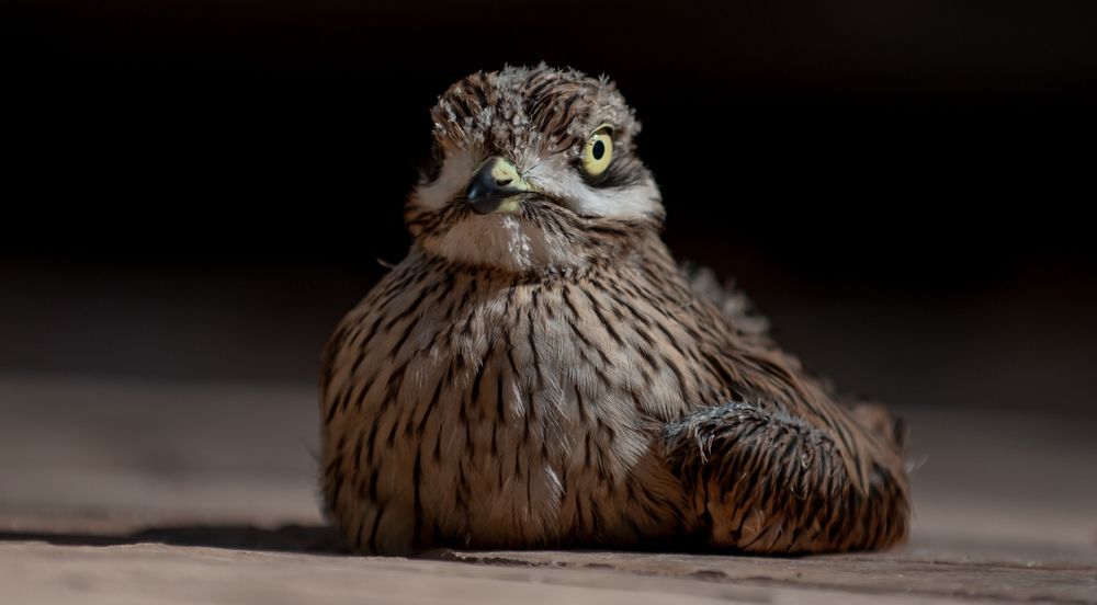 Stone Curlew Chick