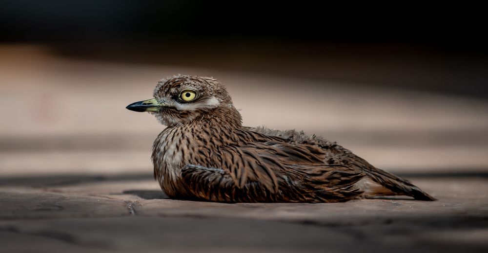Stone Curlew Chick