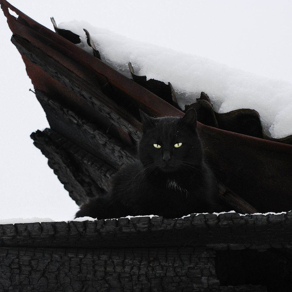 Photograph by Крицак Ольга